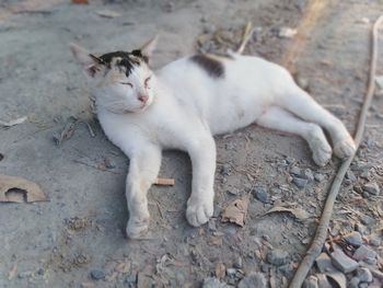 Thai cat on concrete floor