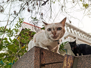 Portrait of a cat