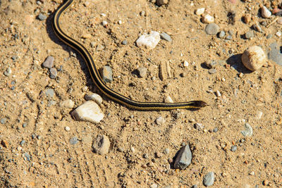 High angle view of garter snake on field