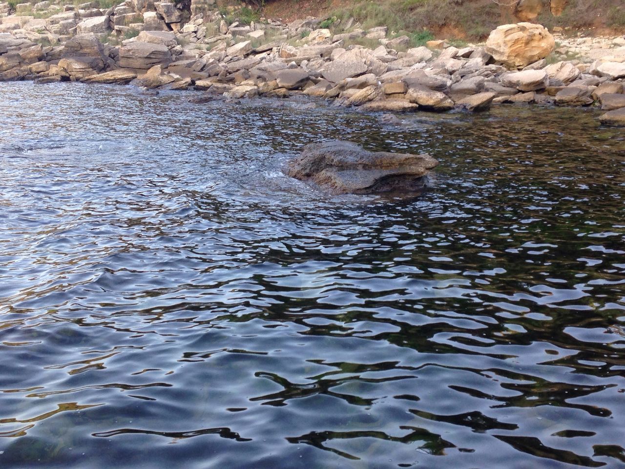 water, animal themes, lake, bird, reflection, animals in the wild, wildlife, high angle view, waterfront, nature, rippled, duck, swimming, day, tranquility, outdoors, no people, floating on water, pond, one animal