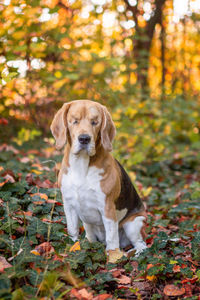 Portrait of dog sitting on autumn leaves