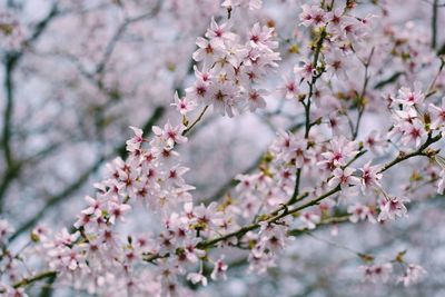 Close-up of cherry blossom tree