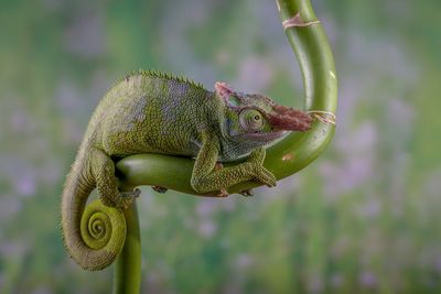 Close-up of a lizard on tree