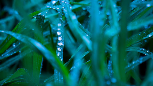 Close-up of wet grass during winter
