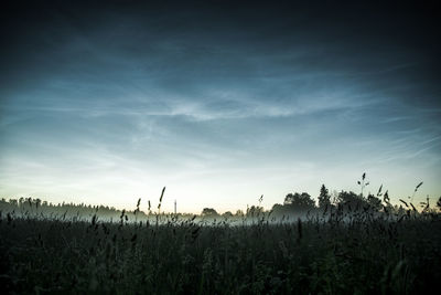 Plants growing on field against sky