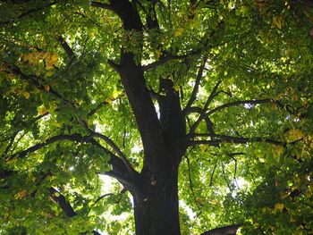 Low angle view of tree trunk