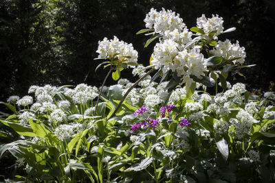 Close-up of white flowering plant