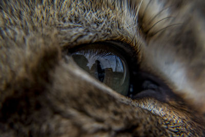 Close-up of cat