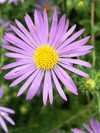 Close-up of yellow flower blooming outdoors