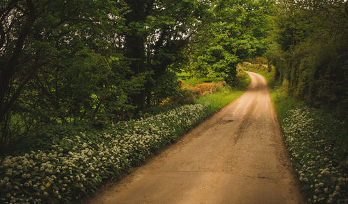 Dirt road amidst trees in forest