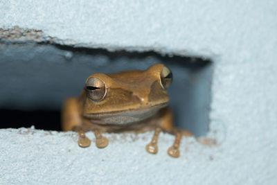 Close-up of frog