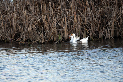 Swan swimming in lake