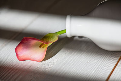 One pink beautiful calla lily in ceramic vase isolated on white background with hard light shadows