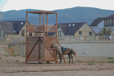 Horse standing on field