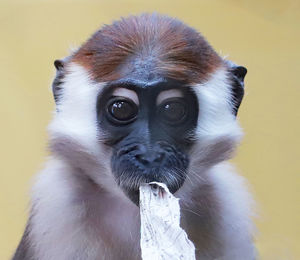 Close-up portrait of black holding camera