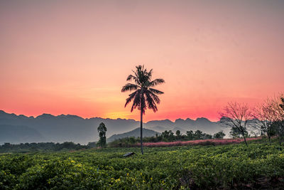 Scenic view of palm trees on field against sky at sunset