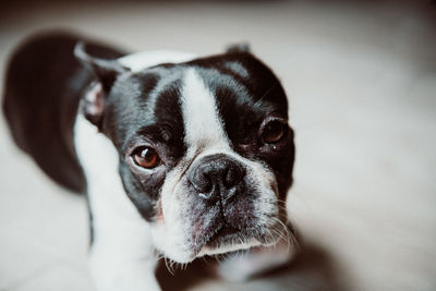 Close-up portrait of dog