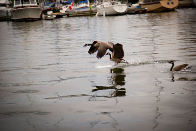 Boats in sea