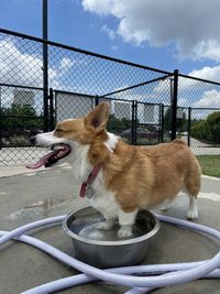 View of a dog looking at camera