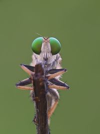 Close-up of dragonfly on plant