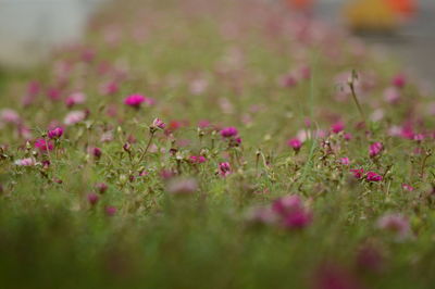 Close-up of pink flowering plants on field