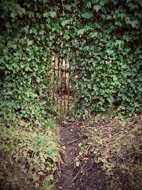 Ivy growing on wall