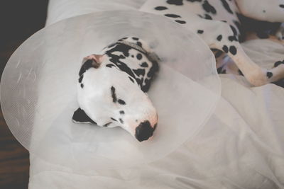 Close-up of injured dalmatian with protective collar