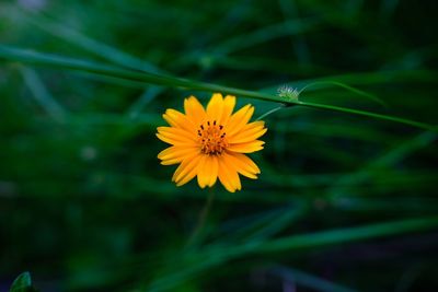 Close-up of yellow flowering plant