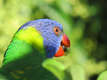 Close-up of parrot