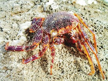 Close-up of crab on sand