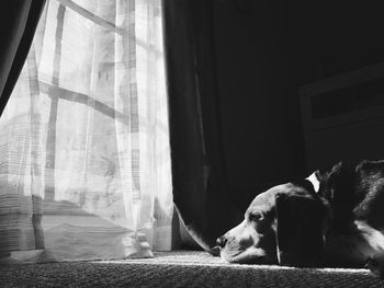 Close-up of dog relaxing at home