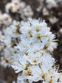 Close-up of white cherry blossom