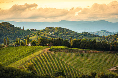 Scenic view of agricultural field against sky