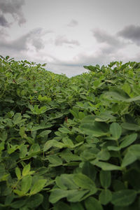 Plants growing in field