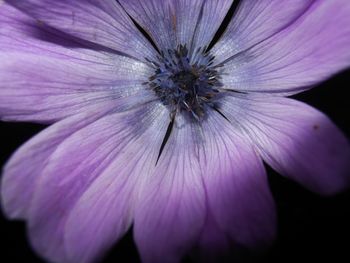 Close-up of fresh purple flower blooming outdoors