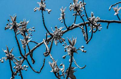 Low angle view of frozen tree against blue sky