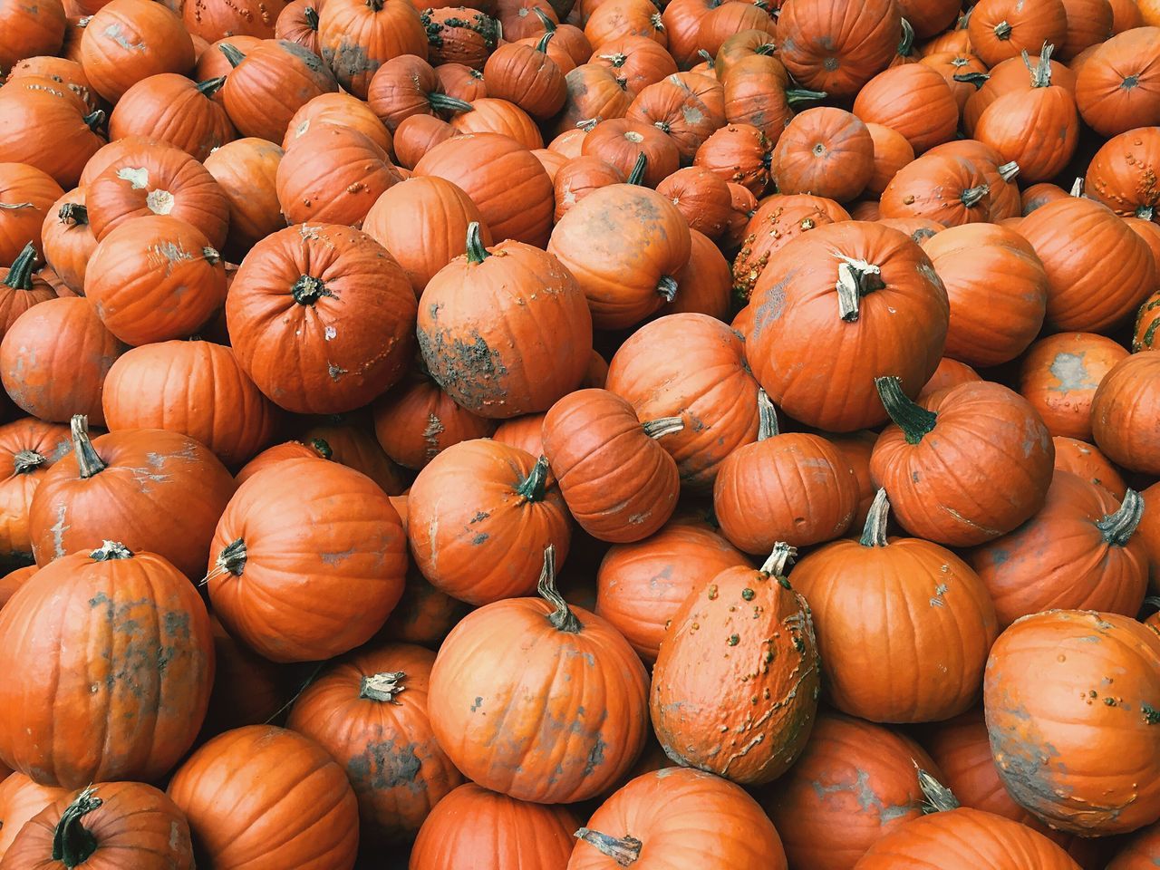 pumpkin, orange color, abundance, vegetable, food, backgrounds, full frame, freshness, food and drink, no people, large group of objects, healthy eating, for sale, outdoors, market, day, close-up