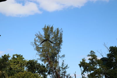 Low angle view of tree against blue sky