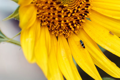 Close-up of bee pollinating on yellow flower