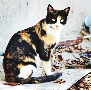 Portrait of cat sitting outdoors