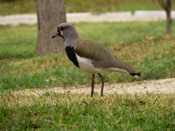 Close-up of duck walking on field