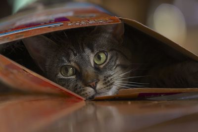 Close-up portrait of cat