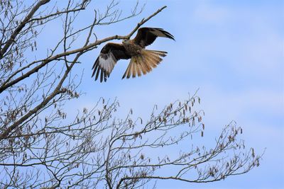 Low angle view of red kite flying against sky