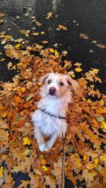 High angle view of dog on fallen leaves during autumn