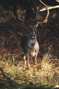 Deer portrait in forest 