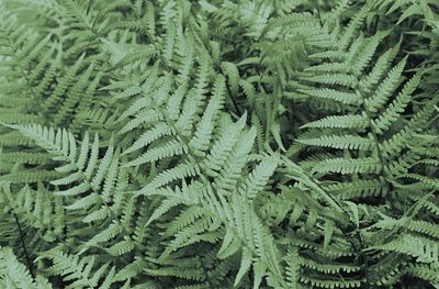 High angle view of fern and trees in forest