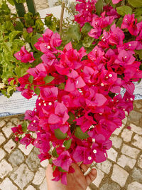 High angle view of pink flowering plants