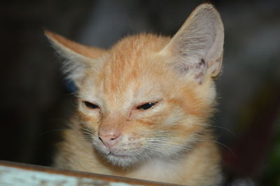 Close-up portrait of cat