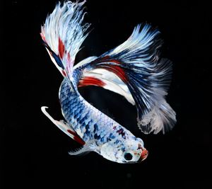 Close-up of fish swimming in sea