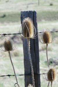 Close-up of thistle flowers on field